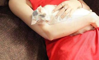 推女神 – 最新一波Lee小棠作品，女王身份和家里养的猫一样可爱！